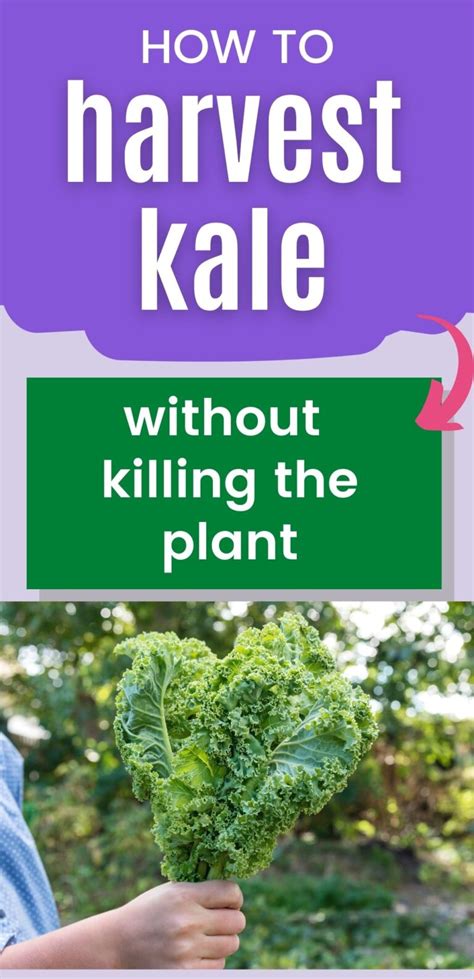 Must-Know Tips for When to Harvest Kale (without killing the plant) - Together Time Family