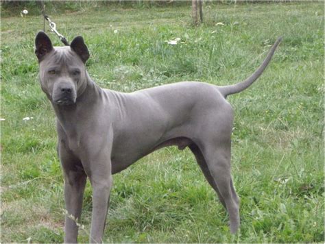 Thai Ridgeback - Facts, Pictures, Puppies, Rescue, Temperament, Breeders | Animals Breeds