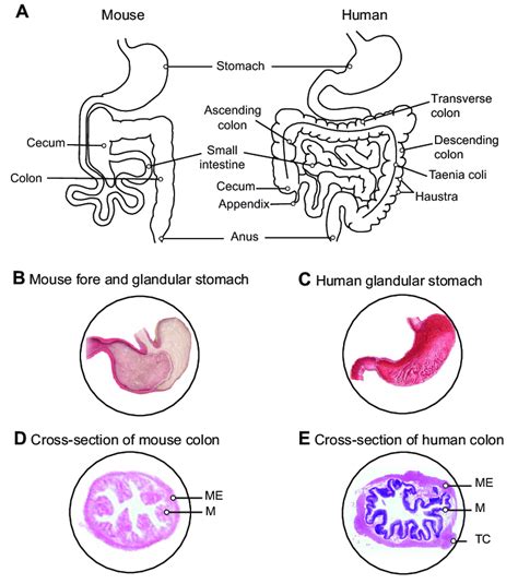 Gross anatomy of the human and the mouse gastrointestinal tract. (A ...