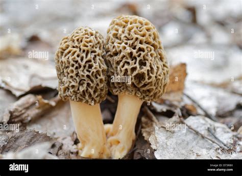 Morel Mushrooms Growing In Their Habitat Stock Photo - Alamy