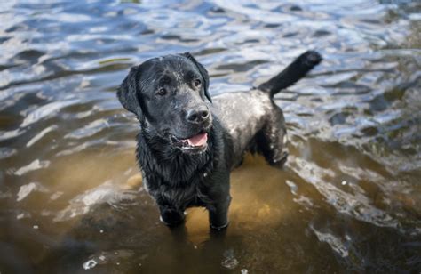 A Labrador’s Guide to Having the Best Summer of All Time