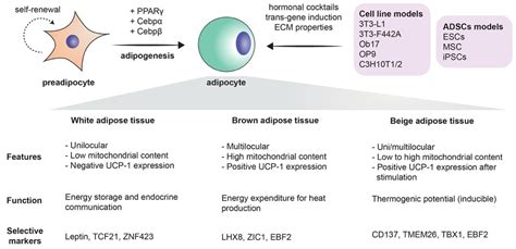 Cells | Free Full-Text | Modeling Adipogenesis: Current and Future Perspective | HTML