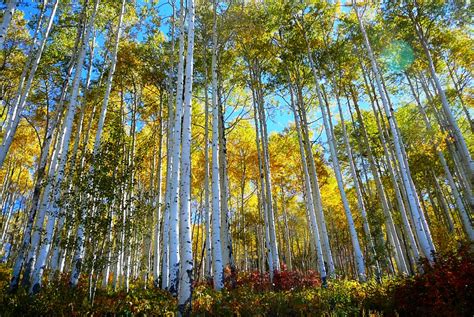 Pando - The One Tree Forest