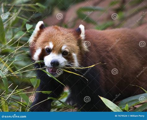 Red Panda Eating Bamboo Stock Images - Image: 7479524