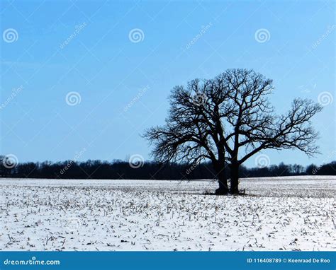 Lone Tree Silhouette in Winter Landscape Stock Image - Image of scene ...