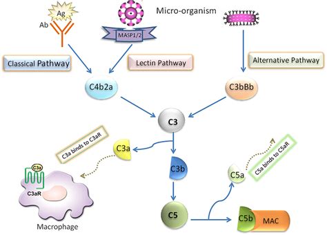 | Schematic diagram of complement system activation. | Download ...