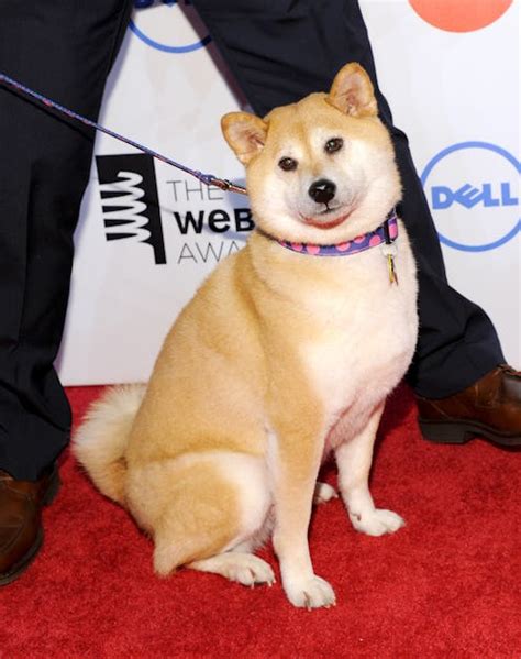 Is Doge Dead? The Famous Meme Dog Was The Subject Of An April Fool's Hoax