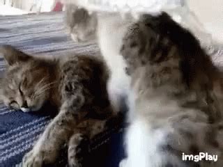 Cat Hug GIFs | Tenor