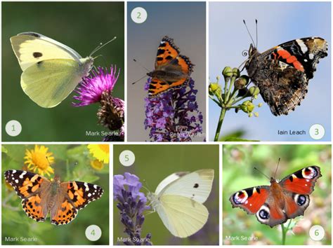 The NHBS Guide to UK Butterfly Identification