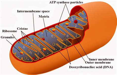 In mitochondria, which portion contains specific proteins?