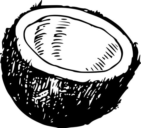 Free Clipart: Coconut | warszawianka