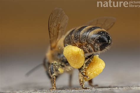 Stock photo of Honey Bee (Apis mellifera) with full pollen basket ...