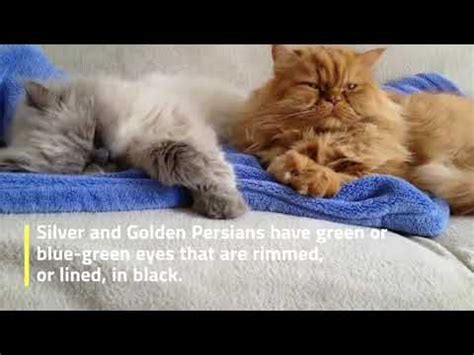 Persian Cat Colors - YouTube