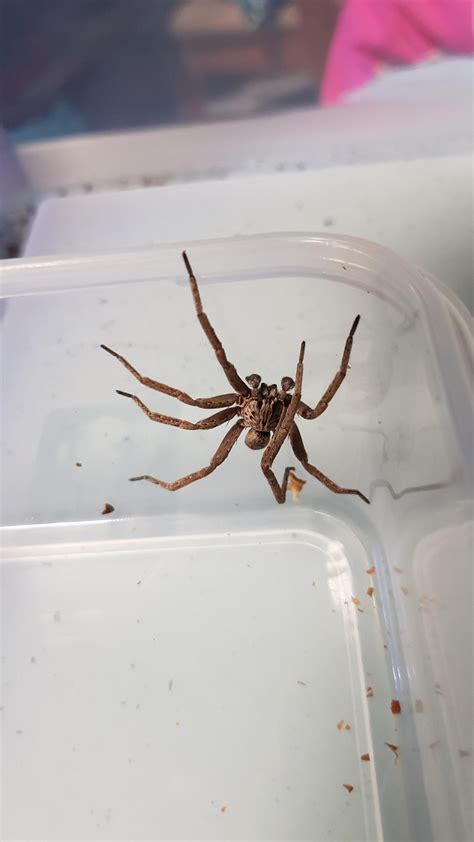 Is this a Male wolf spider? Nsw Australia : spiders