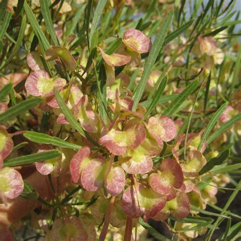 Dodonaea viscosa var viscosa seeds - Buy online