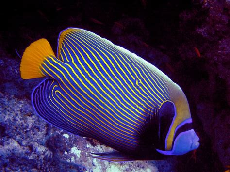 Pomacanthus imperator: Emperor angelfish | Vissen, Koraal