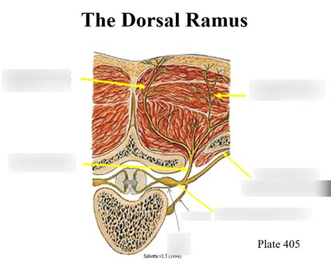 Dorsal Ramus Diagram | Quizlet