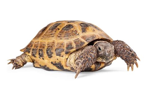 Russian Tortoise Care Sheet: Food, Tank Size, Compatibility | Petco