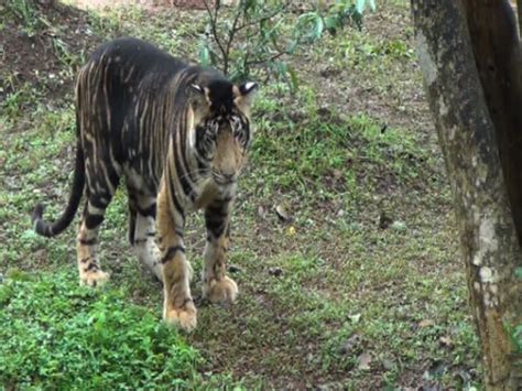 Melanistic tiger at Nandankanan Zoo | Melanistic animals, Melanistic ...