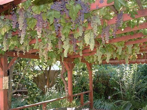 Image result for grapes trellis cattle fence | Sustainable garden, Grape vine trellis, Grape arbor