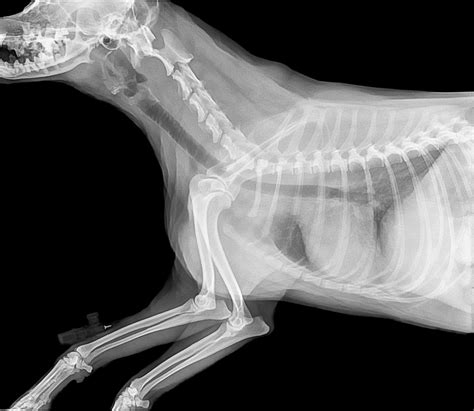 Free Images : wing, black and white, dog, animal, arm, bone, chest, human body, picture, organ ...