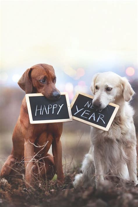 5 New Year's Resolutions Your Dog Wishes You’d Make - DogTime | Happy new year dog, Happy dogs ...