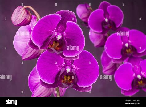 beautiful purple orchids on pink background Stock Photo - Alamy