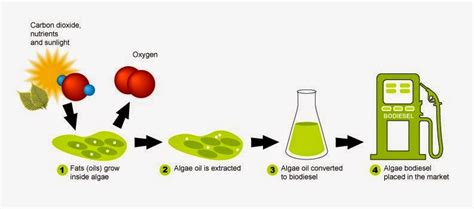 Organic Chemistry: Ethanol as a Biofuel