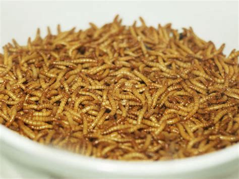 Witchetty grub - Good grub: 13 edible bugs - Pictures - CBS News