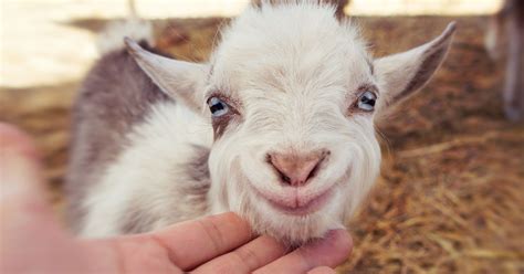 Farm Seeks Volunteers To Cuddle Goats, And The Internet Comes To The Rescue | HuffPost