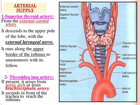 PPT - Thyroid, Parathyroid and Suprarenal Glands PowerPoint Presentation - ID:1772634