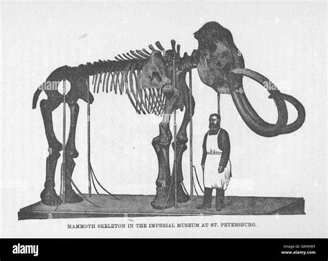 46517 Mammoth Skeleton in the Imperial M useum at St Petersburg Stock ...