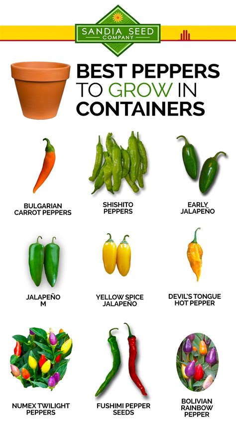 How To Grow Jalapeno Peppers In A Garden / Pin on Gardening / Throughout this guide, you'll find ...