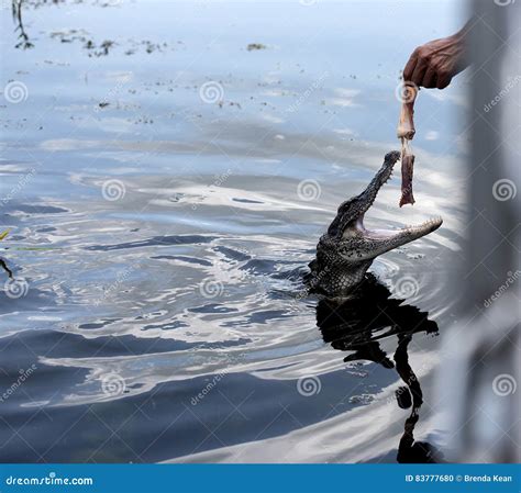 Feeding an Alligator on a Swamp Boat Tour of the Bayous Outside of New ...