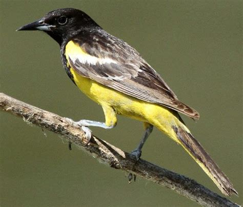 Bird Species - Scott's Oriole | Bird species, Orioles, Oriole bird