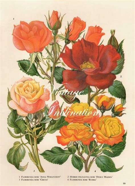 Vintage Botanical Print Antique ROSES rose by VintageInclination