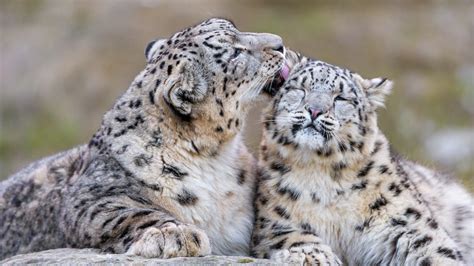 Infrared cameras capture snow leopard family in NW China - CGTN