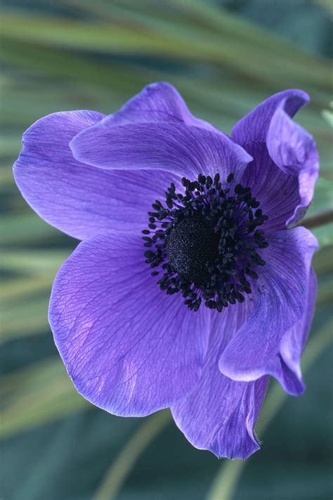 Best Anemone Flower Varieties