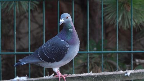 Carrier Pigeon Stock Video Footage - 4K and HD Video Clips | Shutterstock