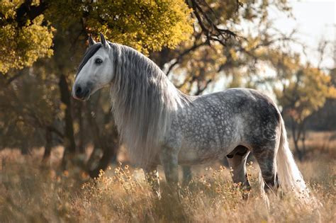 Liste des races de chevaux les plus connues