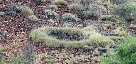 plants AUSTRALIAN Desert Shrublands and Grasslands