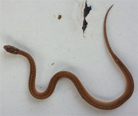 texas brown snake (Herps of Travis County) · iNaturalist