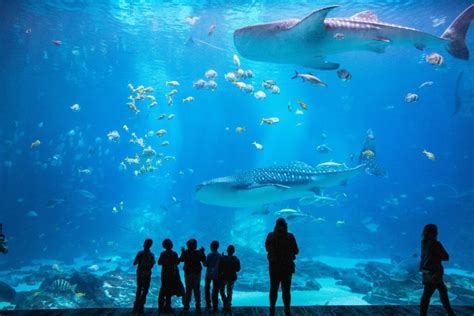 The meaning and symbolism of the word - «Aquarium»