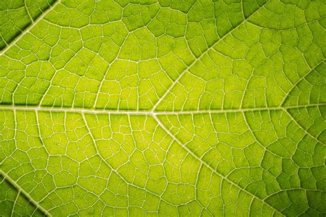 Green leaf pattern 1853723 Stock Photo at Vecteezy