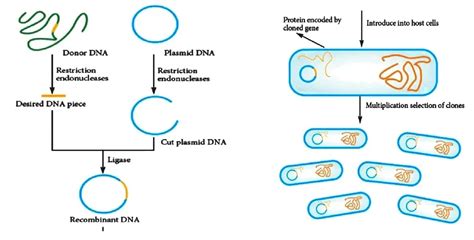 Steps of rDNA Technology ~ Biotechfront