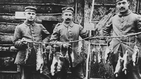 Rats and mice swarm trenches in Ukraine in grisly echo of World War I