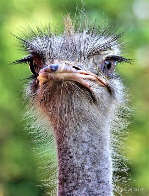 Ostrich eye vs. brain... | Animals wild, Pet birds, Animals beautiful