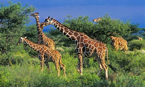 Giraffes In Africa