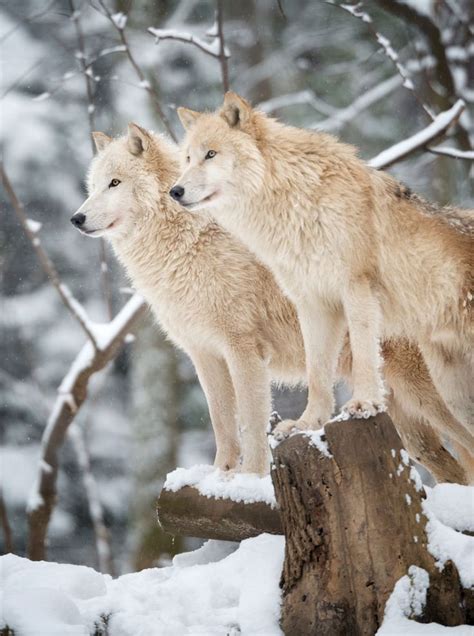 Arctic Wolves Pack | Wolf dog, Arctic wolf, Wolf photos