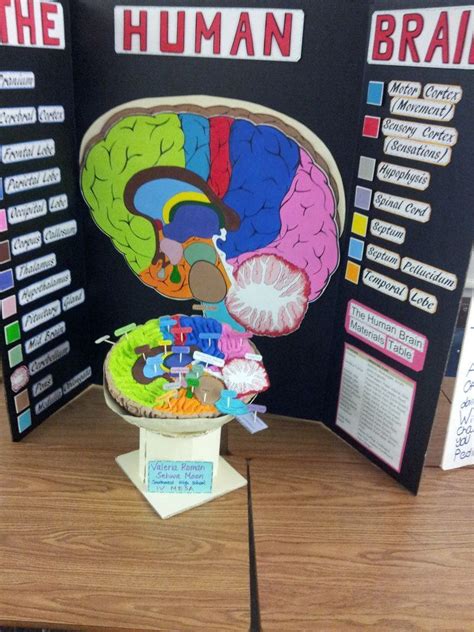 Brain Model Project Ideas